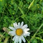 Leucanthemum ircutianum Квітка