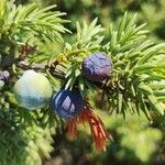 Juniperus macrocarpa Fruit