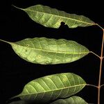 Protium sagotianum Leaf