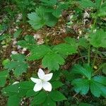 Anemone trifolia 叶