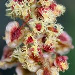 Rumex paucifolius 花