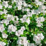 Catharanthus coriaceus Flower