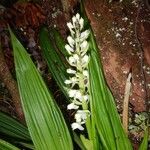 Calanthe balansae Habit