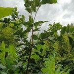 Ficus fistulosa ശീലം