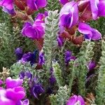 Oxytropis microphylla Blüte