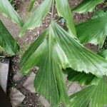 Caryota maxima 叶