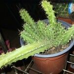 Echinocereus pentalophus Leaf