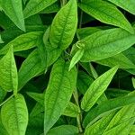 Paederia foetida Levél