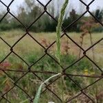 Trisetum paniceum 花