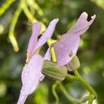 Hesperis matronalis Flower