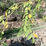 Dalbergia melanoxylon Лист