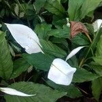 Spathiphyllum wallisii Blad