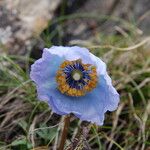 Meconopsis bella Flor