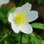 Anemone nemorosa Kvet