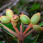 Kanakomyrtus longipetiolata Fruct