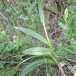 Dactylorhiza elata Foglia