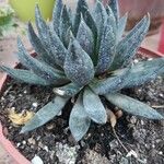 Echeveria affinis Ліст