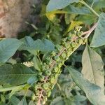 Phytolacca americanaFlower