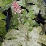 Tiarella cordifolia Flor
