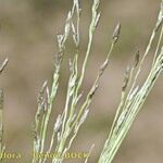 Eragrostis pilosa Hoja