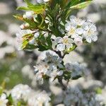 Crataegus azarolusफूल