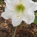 Hippeastrum reginaeKvet