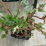 Begonia dregei عادت داشتن