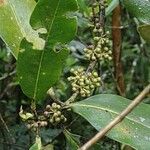 Myrsine guianensis List