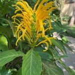 Justicia aurea Bloem