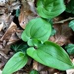 Maianthemum bifolium Лист