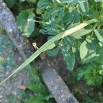 Trigonella foenum-graecum 整株植物