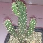Cylindropuntia fulgida Folha