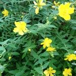 Hypericum patulumFlor