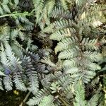 Athyrium niponicum Vekstform