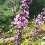 Ocimum kilimandscharicum Pokrój