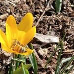 Crocus flavus Цветок