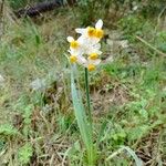 Narcissus tazettaFlower