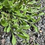 Antennaria plantaginifolia Blatt