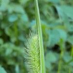 Setaria viridis Квітка