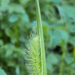 Setaria viridis Flor