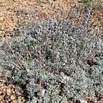 Artemisia pedemontana Hábito