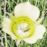 Calochortus gunnisonii Λουλούδι