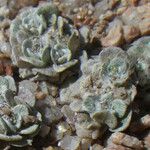 Filago tyrrhenica 形態