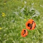 Papaver laevigatum