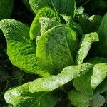 Lactuca sativa Folha