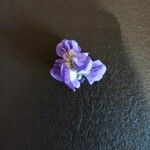 Viola suavis Flor