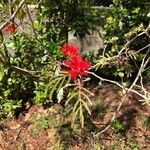 Calliandra tweediei Flor