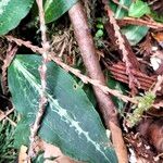 Goodyera oblongifolia Leaf