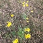 Senecio madagascariensis Fulla