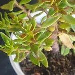 Crassula sarcocaulis Leaf